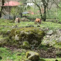 مسافرت شمال