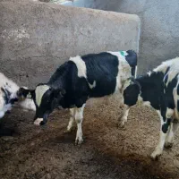 گوساله نر|حیوانات مزرعه|مشهد, خرم آباد|دیوار