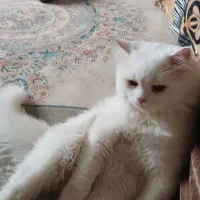 گربه پرشین نر یک سال و نیمه|گربه|تنکابن, |دیوار