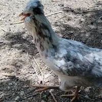 تخم مرغ گلین