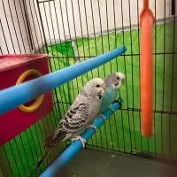 مرغ عشق مولد|پرنده|خرمشهر, |دیوار