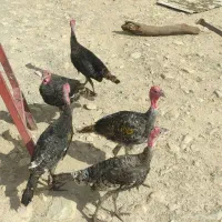 بوغلمون