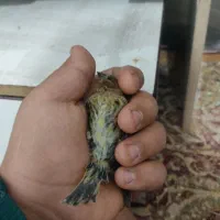 جوجه سرلاکی عروس و گل بسر|پرنده|رامهرمز, |دیوار