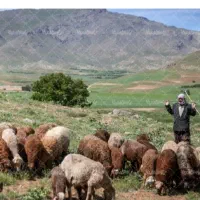 اجتماعی/گم شده/حیوانات