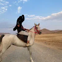 اسب کرد شش دنگ سرو دم گیر سه ماه آبستن