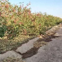 فروش باغ و آب کشاورزی