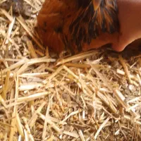 جوجه خروس|حیوانات مزرعه|پاکدشت, پاکدشت (مامازند)|دیوار