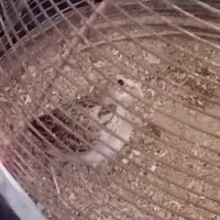 سهره معاوضه با پرنده قفسی کبوتر|پرنده|مرودشت, ثبت احوال|دیوار