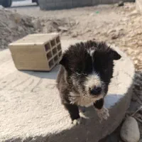 سگ قدرجانی|سگ|شوشتر, |دیوار