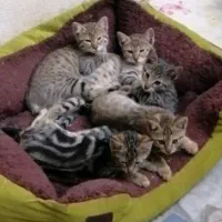 واگذاری رایگان بچه گربه|گربه|تهران, درکه|دیوار