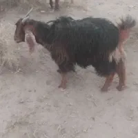 بزغاله چاق چهار نیم