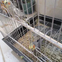جفت عروس هلندی سالم وسرحال