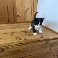 واگذاری گربه وبچه گربه|گربه|چهارباغ, |دیوار