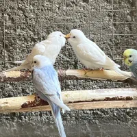 مرغ عشق|پرنده|زاهدان, |دیوار