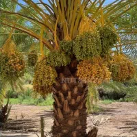 پاجوش برحی اصل