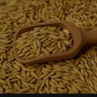 برنج چمپا چلتیک موگرمون