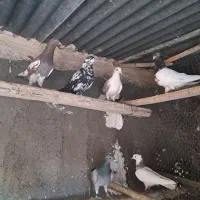 کبوتر رنگی|پرنده|قم, تعویض پلاک|دیوار
