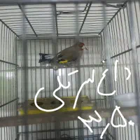 سهره|پرنده|بومهن, |دیوار