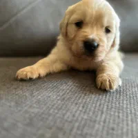 گلدن رتریور اصیل