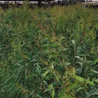 نهال اکالیپتوس|خدمات باغبانی و درختکاری|قرق, |دیوار