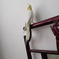 عروس هلندی|پرنده|شاهین‌شهر, امام حسین|دیوار