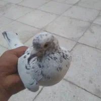 خالدار بازیکن