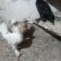 ۳ عدد واروک سلطان خوش رنگ