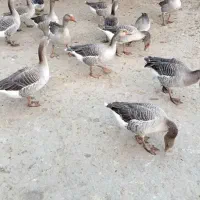 غاز|حیوانات مزرعه|فومن, |دیوار