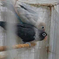 طوطی کتوله برزیلی