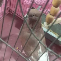 کبوتر مینا سرخ دمسفید