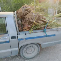 فروش پاجوش خاصیو سفید|گل و گیاه طبیعی|فورگ, |دیوار