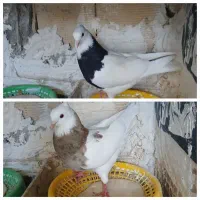 فروش دوعددطوقی