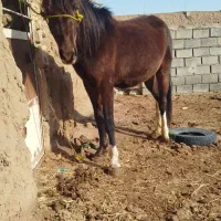 اسب مادیان|اسب و تجهیزات اسب‌سواری|شاهرود, |دیوار