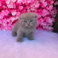 پت آپارتمانی رنگ خاص لیلاک اسکاتیش|گربه|بابل, |دیوار