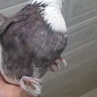 طوقی|پرنده|همدان, |دیوار