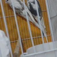 عروس هلندی آلبینو دوکت مولدضمانتی ۱۰۰٪