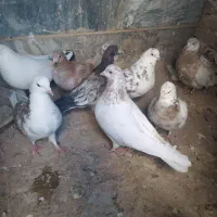 همگی سالم|اسباب و اثاث بچه|نهاوند, |دیوار