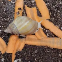 حلزون در سن و طول متفاوت ، بالغ نیمه بالغ و جوجه|خزنده|شیروان (خراسان), |دیوار