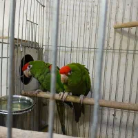 ماکائو سر آلبالوئی