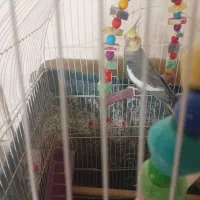 عروس هلندی نرسخنگو دستی