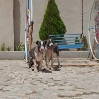 سگ گمشده|حیوانات|مشهد, کوی المهدی|دیوار