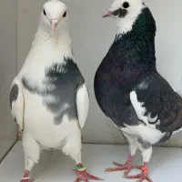 جفت های . ساعت بالا . گرو دولاب . عتیقه|پرنده|تهران, نیروی هوایی (پیروزی)|دیوار