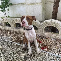 سگ گم شده|حیوانات|قزوین, |دیوار