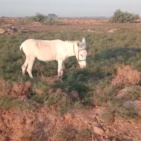 الاغ|حیوانات مزرعه|گنبد کاووس, |دیوار