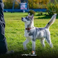 سگ هاسکی واکسن زده