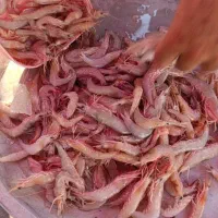 میگو جنوب|خوردنی و آشامیدنی|تهران, جی|دیوار
