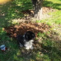 سگ پشمالو پا کوتا