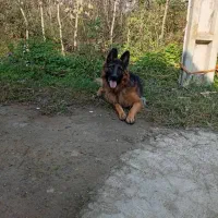 ژرمن شپرد نر