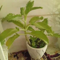 گل اشک زلیخا|گل و گیاه طبیعی|محمدیه-قزوین, |دیوار