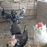 مرغ وخروس گلین چهل تاج
